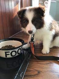 Pin On Border Collie