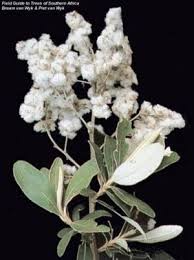 Image result for Tarchonanthus camphoratus