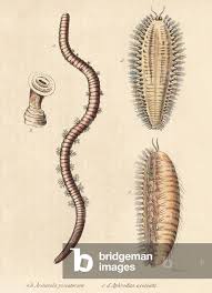 Image result for Aneilema arenicola