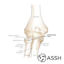 The distal radioulnar joint, which acts as a pivot for the forearm bones; Body Anatomy Upper Extremity Joints The Hand Society
