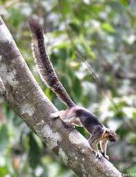 The mesmerizing indian giant squirrel might just be the most famous squirrel species on the internet today. Asian Giant Squirrels Genus Ratufa Inaturalist United Kingdom