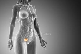 The home button resets the view. Bladder In Abstract Female Body On Grey Background Computer Illustration Gray Background 3d Rendering Stock Photo 308614914