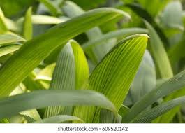 Image result for Hypoxidaceae