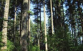 College of Forestry • Spring 2006