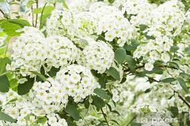 We did not find results for: Carta Da Parati Fiori Bianchi Sul Cespuglio Pixers Viviamo Per Il Cambiamento