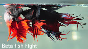 Beta Fish Fight Beautiful Fighter Fish Fight Youtube