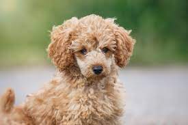 Though akc (the american kennel club) has not recognized the poogle (as a cross between the poodle and the beagle) in its purebred. Toy Poodle Puppies More Than Just Cuteness Simply For Dogs
