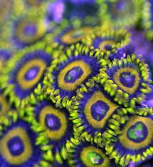 Zoanthids Yellow Hornet Coral Reef Aquarium Marine Aquarium Reef Aquarium