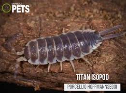 Porcellio Hoffmannseggi Titan Isopod Complete Care Guide!