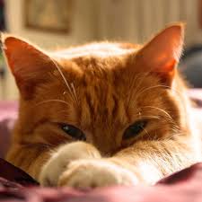 Seid Ihr Auch So Mude In 2020 Orange Tabby Cats Orange Cats Tabby Cat Pictures