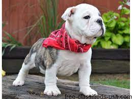 View available dogs, cats, rabbits, horses and more. Gorgeous English Bulldog Puppies Available Animals Haines Oregon Announcement 40508