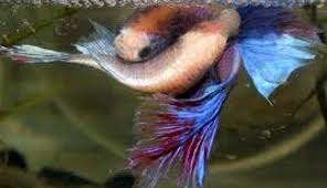 Lebih spesifik lagi merujuk pada nishikigoi, yang kurang. Agar Telur Ikan Cupang Tidak Dimakan Induknya