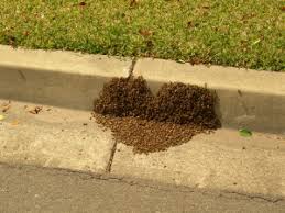 Последние твиты от city of pico rivera official (@picoriveracity). 175 Pico Rivera Bee Removal Or Live Bee Rescue