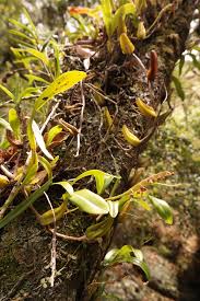 Image result for Bulbophyllum sandersonii