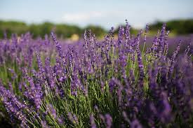 Our network of local florists and flower shops offers same day delivery for all occasions. Brys Estate Vineyard And Winery Visit Brys Estate Secret Garden