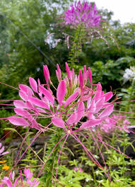 Image result for Cleome