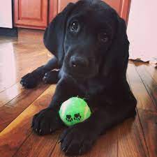 Pin On For The Puppy