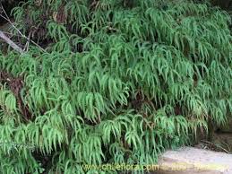 Image result for Gleichenia elongata