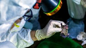 We did not find results for: Nih S Axing Of Bat Coronavirus Grant A Horrible Precedent And Might Break Rules Critics Say Science Aaas
