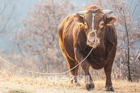 │주역│미리보는 2021년 신축년(辛丑年) 뱀띠,말띠,양띠 주역 신년운세 │animals by birth│도깨비불운명학연구소│fortune. 8d2tmbexjghufm