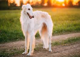 It has a narrow, slightly domed head with almost no stop. Borzoi Dog Breed Everything About Borzoi