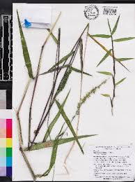 Image result for Sacciolepis africana