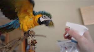Companion birds need to be bathed to ensure their good health. Getting Baby Birds To Bathe Youtube