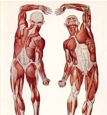 A muscle's job is to pull together the points to which its ends are below are the muscles in the torso and on the back that you need to be aware of. Muscle Anatomy For Artists Female Back Muscle Anatomy Female Torso Muscles Anatomy Male Body Anatomy Human Muscle Anatomy Human Body Anatomy
