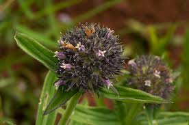 Image result for Agathisanthemum