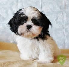 222 likes · 11 talking about this. Michigan Shih Tzu Breeders Shih Tzu Breeders Shih Tzu Puppies