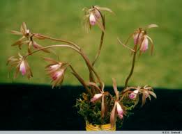 Image result for Nervilia