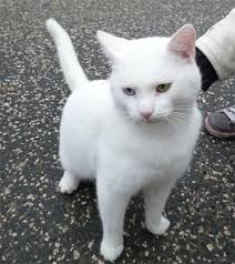 All White Short Haired Cat White Cat Cats White Cats