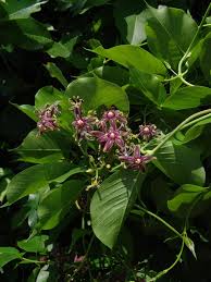 Image result for Periploca linearifolia