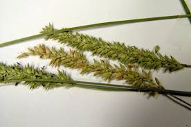 Image result for Sacciolepis indica