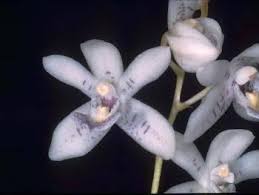 Image result for Ottelia kunenensis