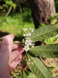 Image result for Alchornea yambuyaënsis