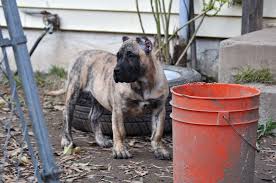 History of the presa canario the perro de presa canario, a.k.a. Presa Canario Puppies Home Facebook