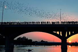 Ever Seen Over A Million Bats Flying Out From Under A Bridge At The Same Time Austin Has The Largest Population Bike Tour Stretched Canvas Prints Trip Advisor