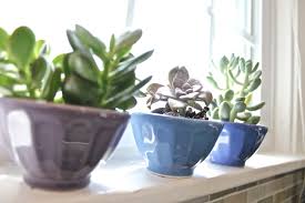 Succulent Care and Transplant Tips