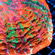 Image result for Acanthopale confertiflora