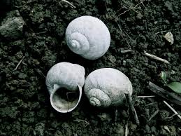 If your dog gets into and eats. Killing Slugs Snails The Humane Way Mistakes And Alternatives