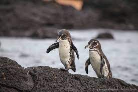These types of penguins are fairly undersized with weighing almost 5 lbs and. Galapagos Penguin Endangered The Only Penguin To Live North Of The Equator In The Wild Description From Pinter Galapagos Penguin Galapagos Islands Galapagos