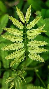 Image result for Fabaceae subfamily Mimosoideae