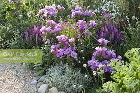 Clarkia Flower Kingdom Best Flower Wallpaper