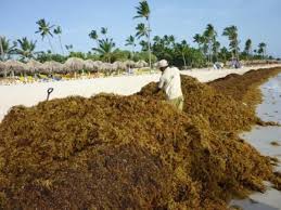 We Have The Worst Sargassum Problem In St Lucia - Micoud Fishers | Loop St.  Lucia