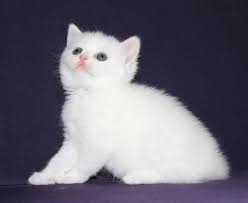 avaliable snow white kediperisi female white color we call him talkative biz ona geveze diyoruz bu sevimli pitirc scottish fold british shorthair kitten
