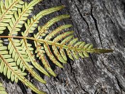 Image result for Pteridium