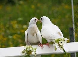 Enjoy our curated selection of 52 baal (genshin impact) wallpapers and backgrounds. 11 Burung Merpati Ideas Pigeon Bird Animals