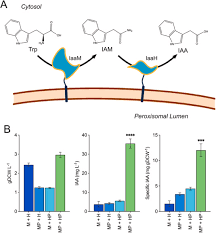 Engineering peroxisomal surface display for enhanced biosynthesis in the  emerging yeast Kluyveromyces marxianus