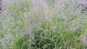 Check spelling or type a new query. Common New Zealand Grasses And Broadleaf Plants Resources Duwell Supplements Limited Ltd Equine Supplements For A Better Horse New Zealand
